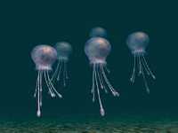 Click Here to download the Jellyfish AVI